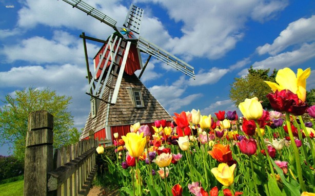 windmill-and-tulips-free-desktop-city-wallpaper